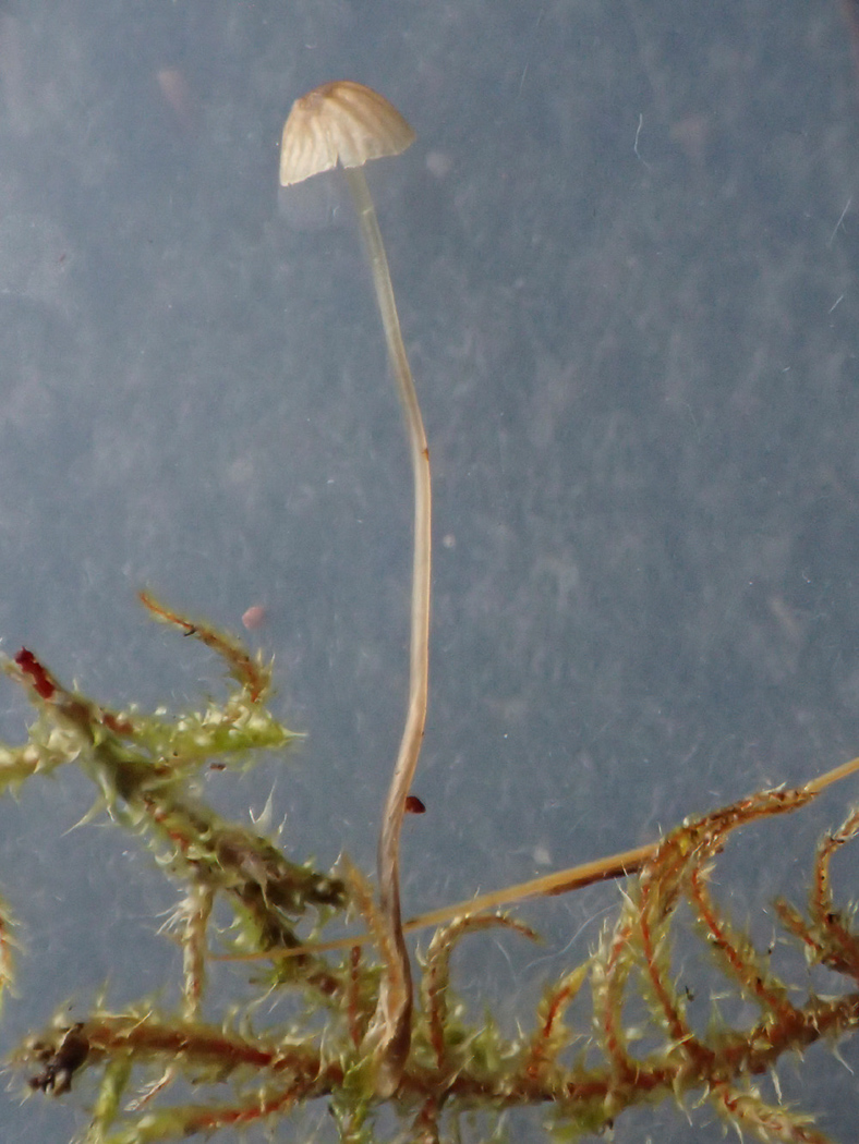 Photo © Sarah Ebdon Mycena dasypus by Sarah Ebdon